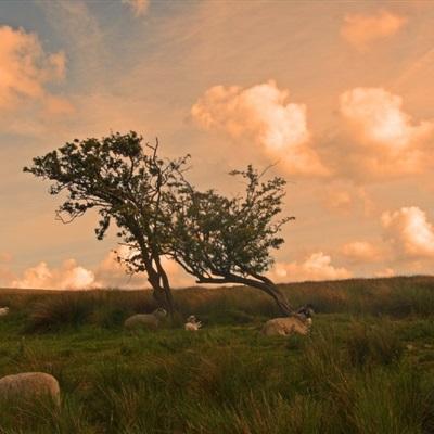 电玩舞会森林app下载